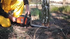 Professional Tree Care in Big Timber, MT