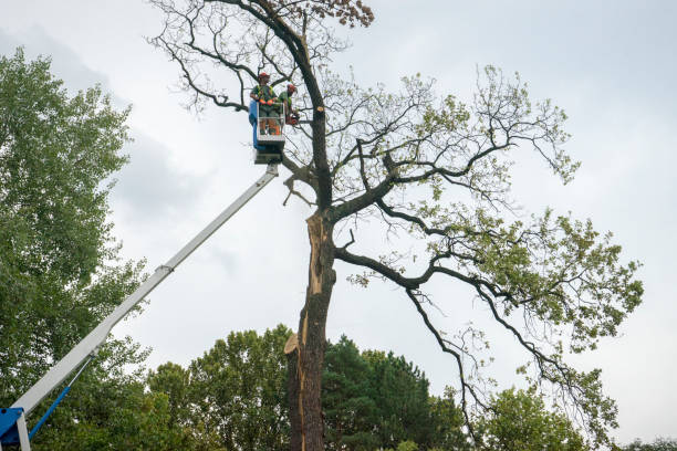 Leaf Removal in Big Timber, MT